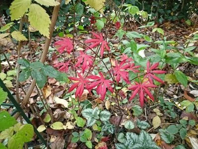 Acer Trompenburg