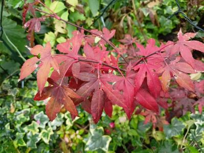 Acer palmatum "Osakazuki"