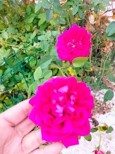 IMG20221107115455