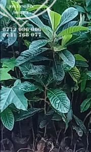 mosmon jap.eriobotrya-japonica-loquat4