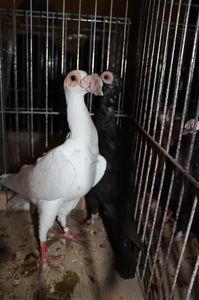 BAGDETTE; 2022year,Poland,Pigeon Show
