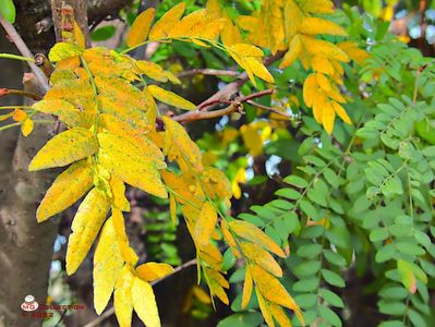 w-Frunze de toamna-Autumn Leafs.jpg