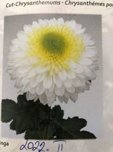 received_5381521538613526