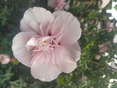 Hibiscus syriacus Pink Chifon
