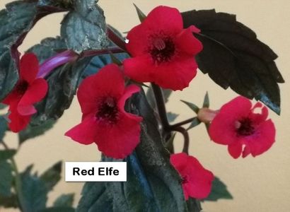 Red elfe