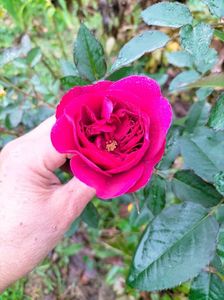 IMG20221115102639