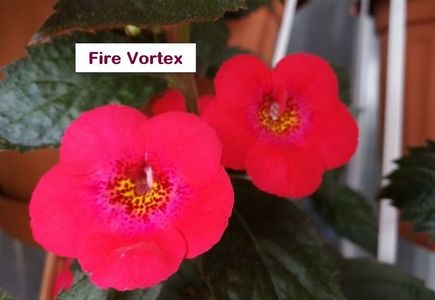 Fire Vortex