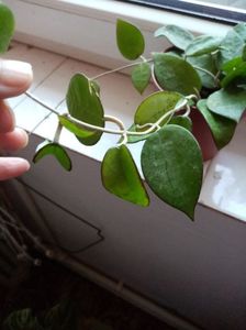 Hoya parasitica