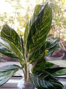 Aglaonema Gold.