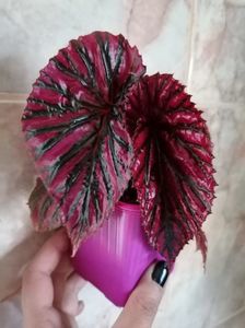; Begonia bervimirosa

