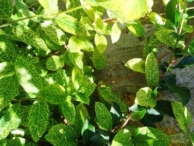 Lonicera japonica aureoreticulata