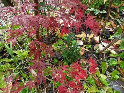 Acer Orangeola