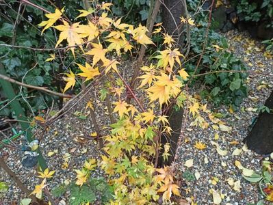 Acer Taiyo-Nishiki