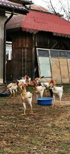 Găini Combatant Malaez Talie Mare 2022