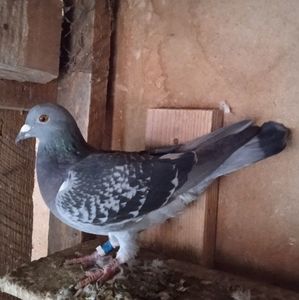 Femela 21-058....-15 lei