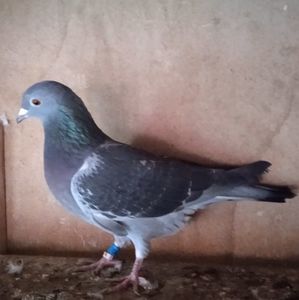 Femela 21-034....-15 lei