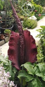 Woodoo Lily Dracunculus Vulgaris Schott5