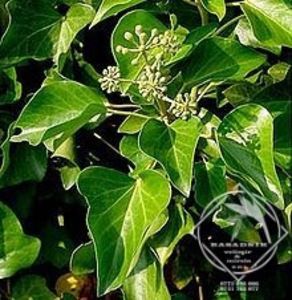 Hedera_hibernica1; planta care impreuna cu planta care cu hedera de camera Zimmeraralie (Fatasia Japonica) a conceput Fasthedera lizei

