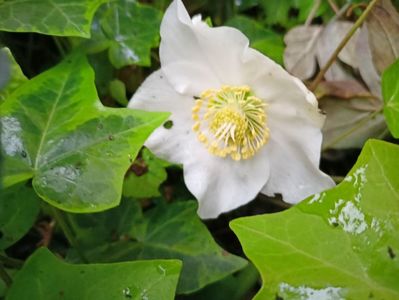 23.11.2022, Helleborus "Christmas Carol"