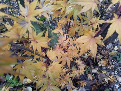 Acer Taiyo-Nishiki