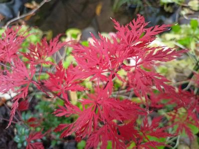 Acer Orangeola