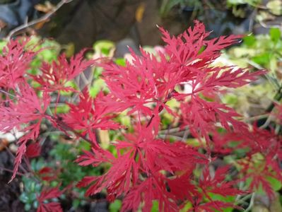 Acer Orangeola