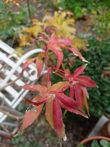 Acer Ukigumo