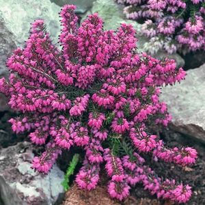 erica carnea myretoum ruby,soluri nisipoase,acide,umiditate medie,boli mucegai,putregai putrezesc ra; magenta,zona 5-8 ,umbra partiala in zonele prea calde,acoperitoare de sol,flori ianuarie-mai,creste 25 cm,soluri nisipoase,acide,umiditate medie.Se tunde imediat cand florile se estompeaza nu mai tarz
