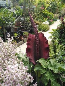 Woodoo Lily Dracunculus Vulgaris Schott4