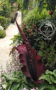 Woodoo Lily Dracunculus Vulgaris Schott6