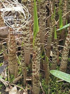 WOODOO LILY Dracunculus vulgaris Schott7