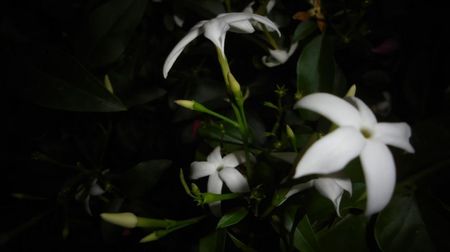 "Azoricum"