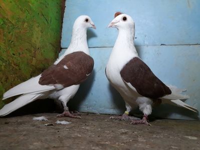 Vanduti