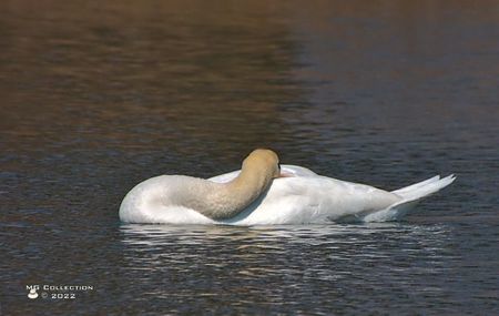 w-Lebada somnoroasă - Sleeping Swan