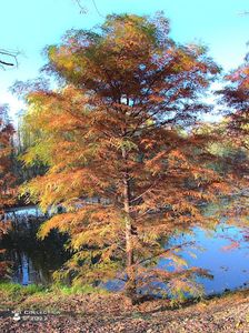 w-Peisaj de Toamna - Autumn Landscape 2 
