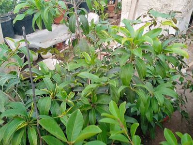 Plantă sapodilla; din Thailanda
