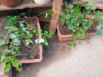 Fragi de grădină , transplantate recent în jardinieră