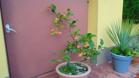 Mar decorativ (Malus X robusta ”Red Sentinel”)