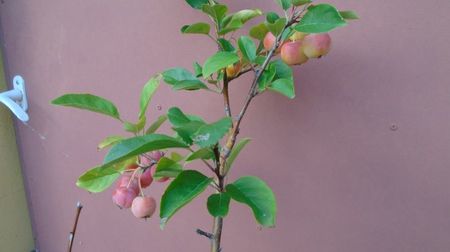 Mar decorativ (Malus X robusta ”Red Sentinel”)