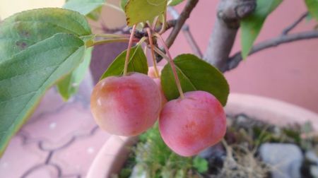 Mar decorativ (Malus X robusta ”Red Sentinel”)