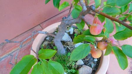 Mar decorativ (Malus X robusta ”Red Sentinel”)