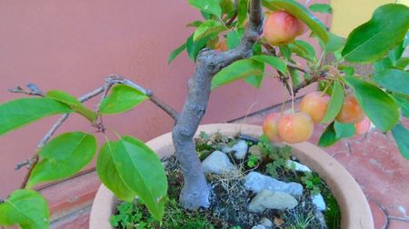 Mar decorativ (Malus X robusta ”Red Sentinel”)