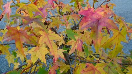 Arbore de ampar sau de guma (Liquidambar styraciflua)