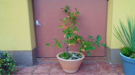 Mar decorativ (Malus X robusta ”Red Sentinel”)