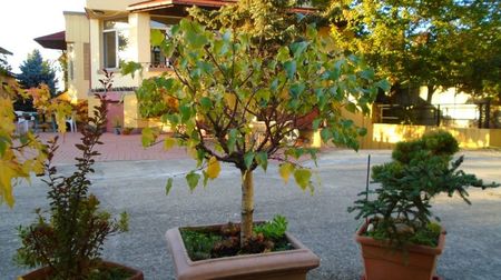 Mesteacan alb (Betula pendula)