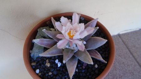 Ariocarpus retusus