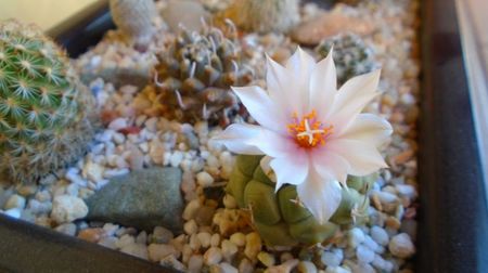 Turbinicarpus lophophoroides