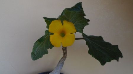 Uncarina roeoesliana