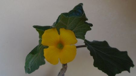Uncarina roeoesliana
