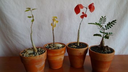 Cyphostemma elephantopus, Adenia olaboensis, Commiphora kataf (orbicularis) & Senna meridionalis